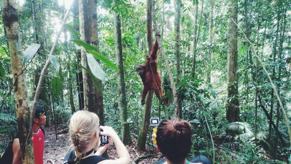 Orangutantreksumatra & Lovely Jungle Lodge Only Book If You Are Treking With Us บูกิตลาวัง ภายนอก รูปภาพ