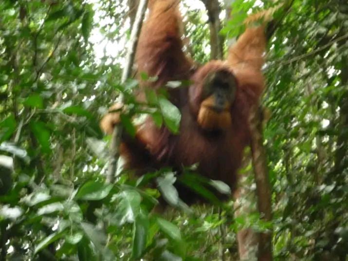 Orangutantreksumatra & Lovely Jungle Lodge Only Book If You Are Treking With Us บูกิตลาวัง ภายนอก รูปภาพ