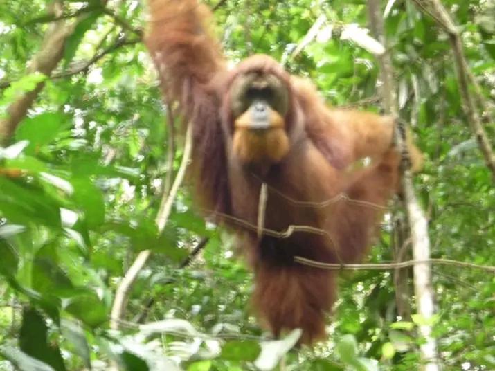 Orangutantreksumatra & Lovely Jungle Lodge Only Book If You Are Treking With Us บูกิตลาวัง ภายนอก รูปภาพ