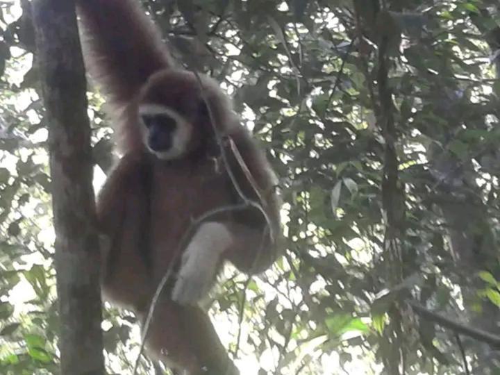 Orangutantreksumatra & Lovely Jungle Lodge Only Book If You Are Treking With Us บูกิตลาวัง ภายนอก รูปภาพ
