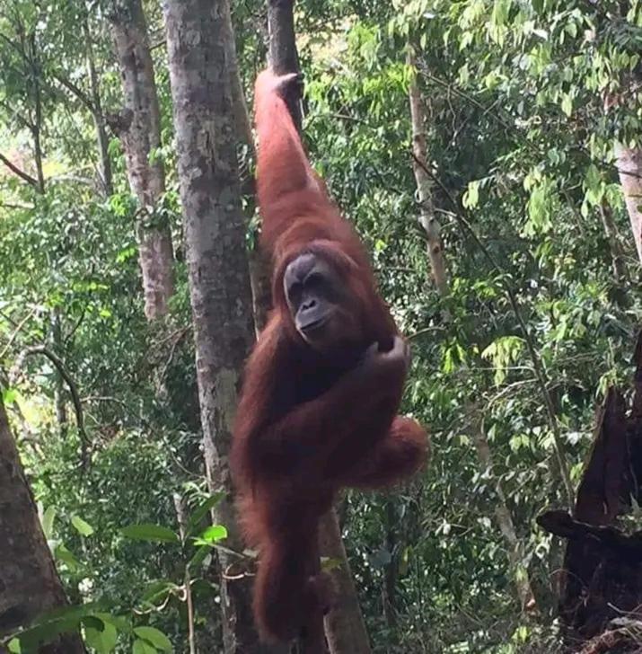 Orangutantreksumatra & Lovely Jungle Lodge Only Book If You Are Treking With Us บูกิตลาวัง ภายนอก รูปภาพ