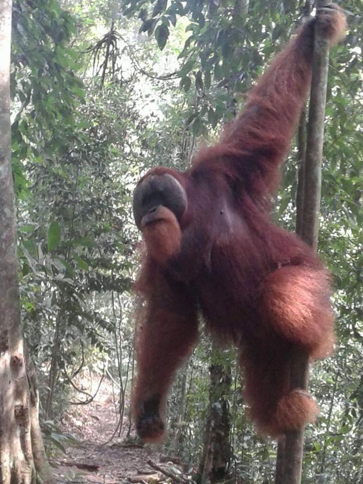 Orangutantreksumatra & Lovely Jungle Lodge Only Book If You Are Treking With Us บูกิตลาวัง ห้อง รูปภาพ