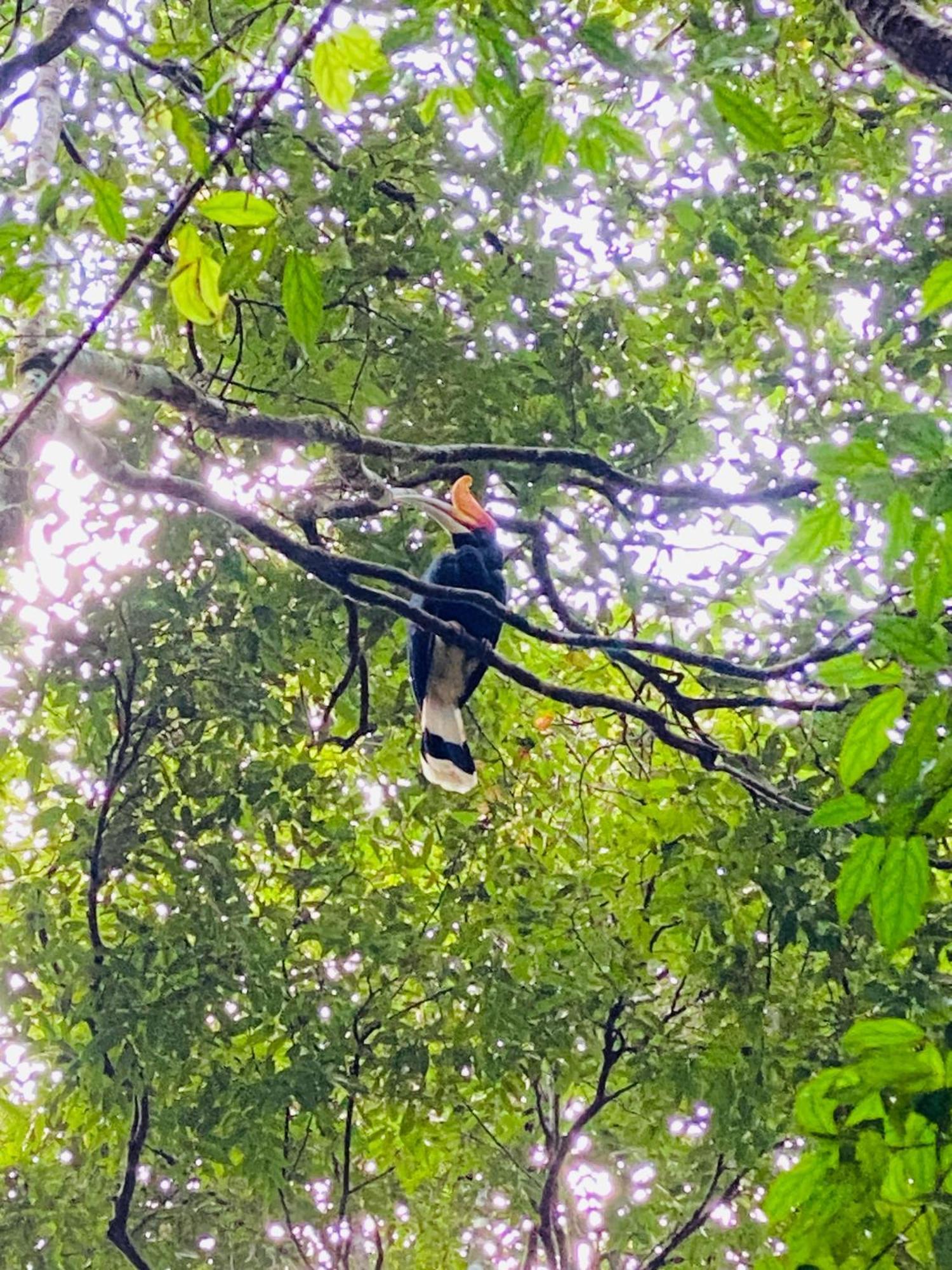 Orangutantreksumatra & Lovely Jungle Lodge Only Book If You Are Treking With Us บูกิตลาวัง ภายนอก รูปภาพ