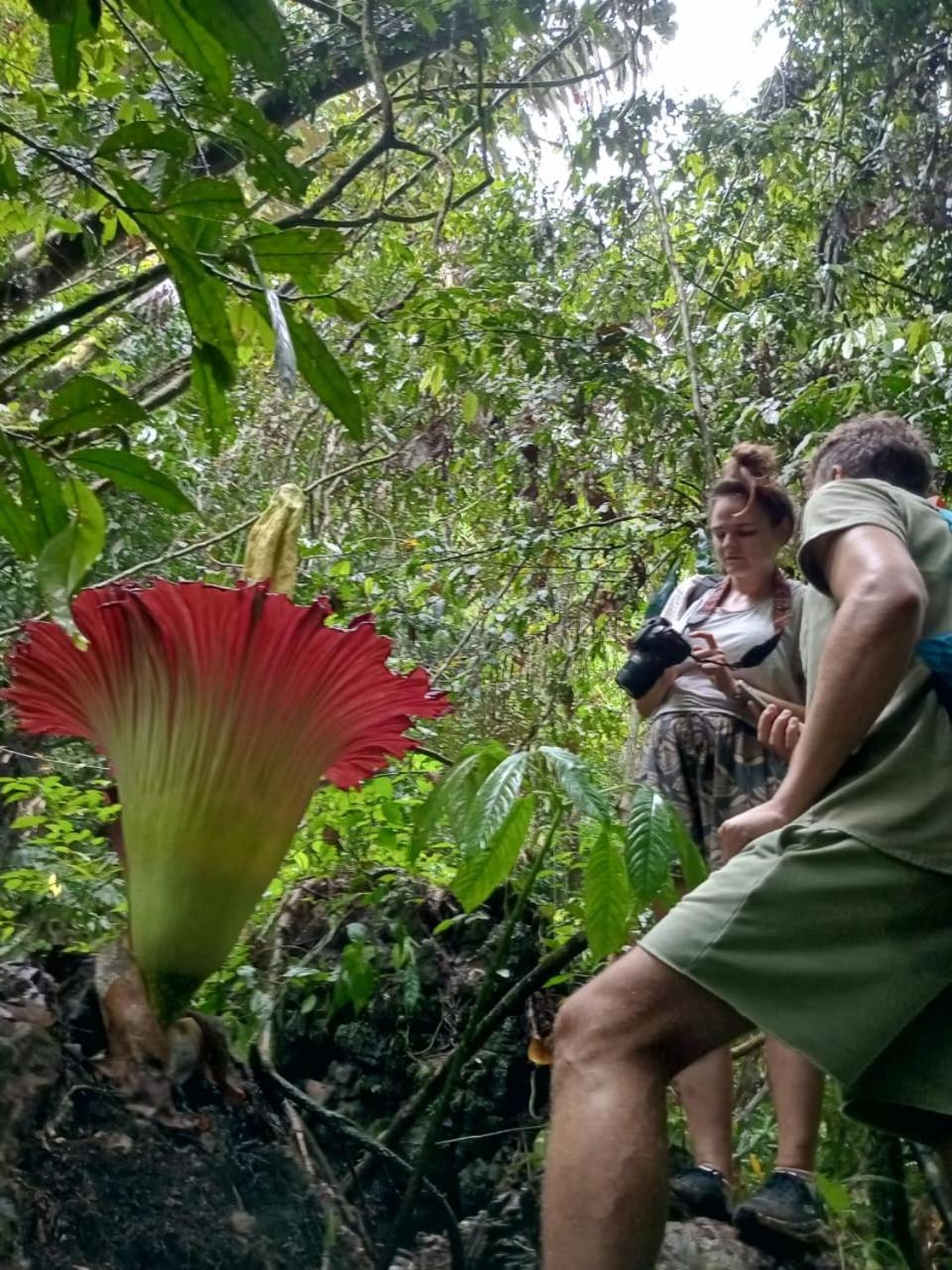 Orangutantreksumatra & Lovely Jungle Lodge Only Book If You Are Treking With Us บูกิตลาวัง ภายนอก รูปภาพ
